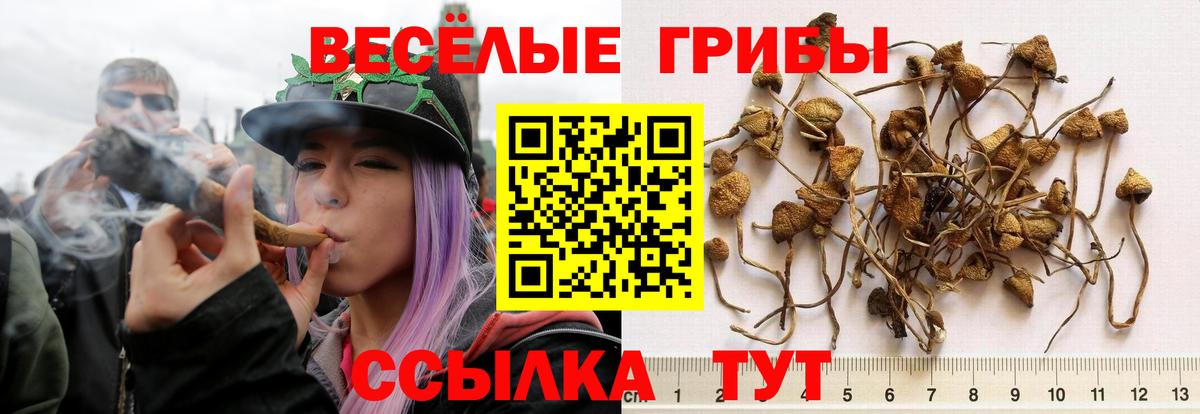 Псилоцибиновые грибы Psilocybe  Вход с VPN  Рославль 